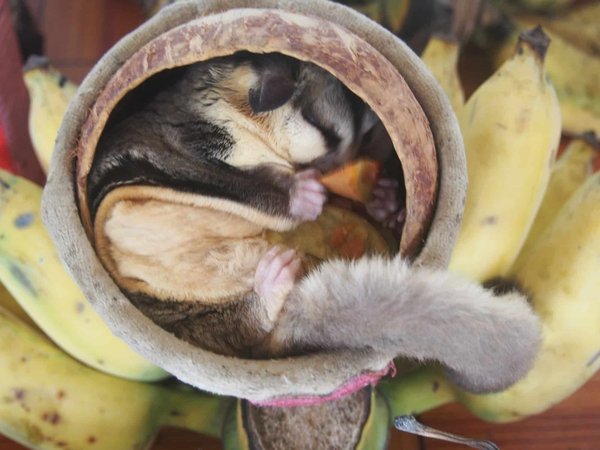 Comment détecter les signes de malaise chez un sugar glider ?