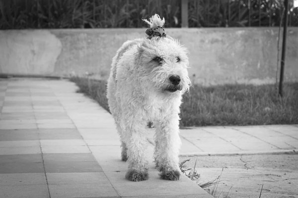Comment choisir un collier anti-aboiement adapté pour un Fox Terrier ?