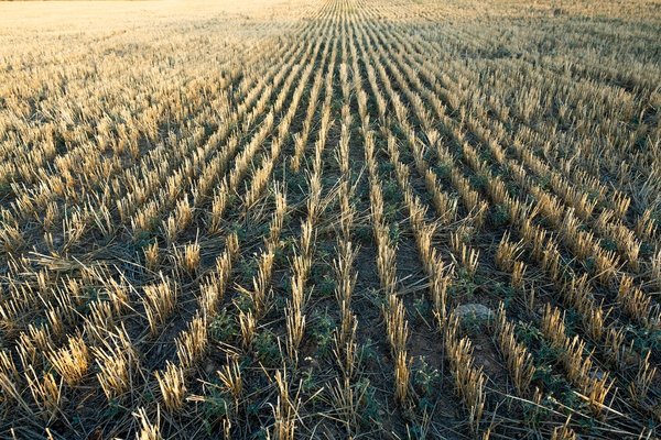 Comment gérer les aboiements nocturnes d'un Carlin ?