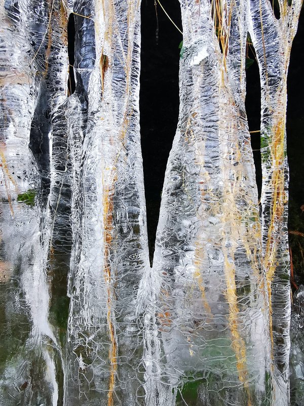 Comment prendre soin d'un chat de race Neva Masquerade en hiver ?