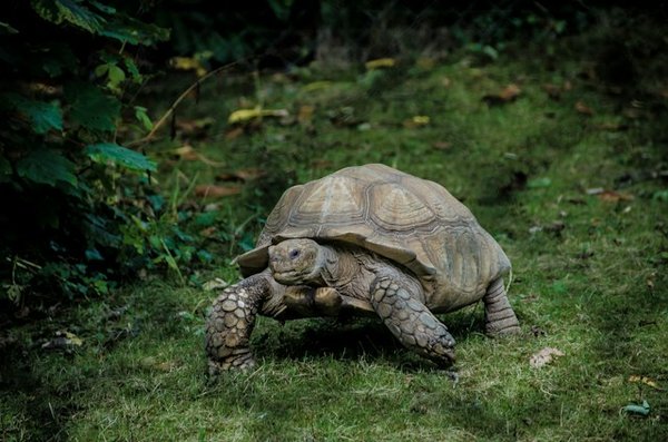 Techniques pour favoriser la cohabitation entre une tortue de terre et un autre NAC