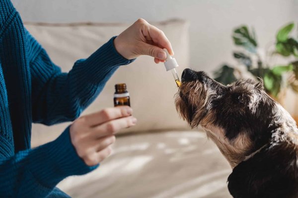 Cbd pour animaux : combien coûte ce type de produit ?