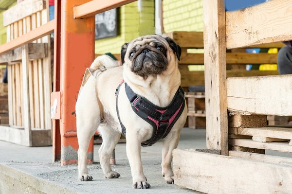 Harnais chien anti-traction Deep Agua : confort et style